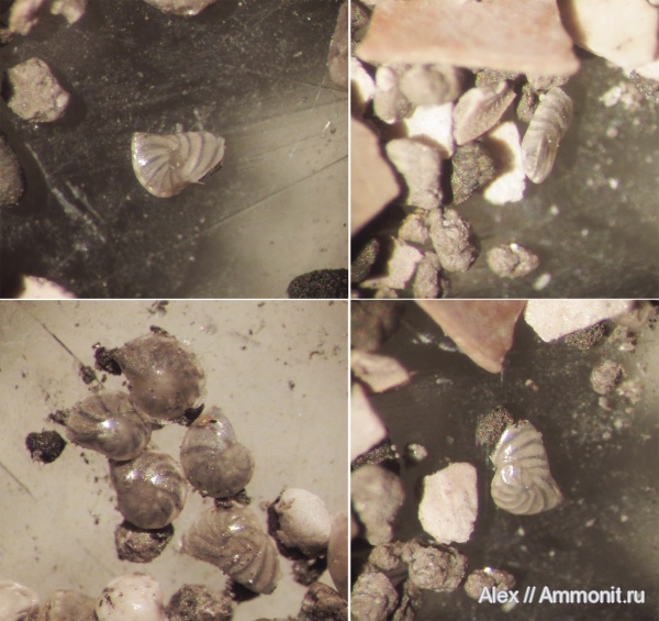 прижизненные повреждения, Foraminifera, Lenticulina, микрофоссилии, микропалеонтология
