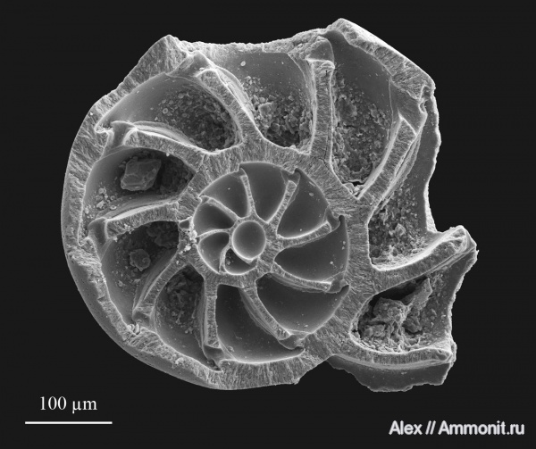 нижний кимеридж, Foraminifera
