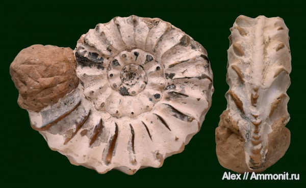 устье, Pleuroceras, Pleuroceras spinatum, вентральный ростр, Unterstürmig