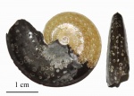 Sinzovia (Aconeceras) с яйцевыми капсулами гастропод