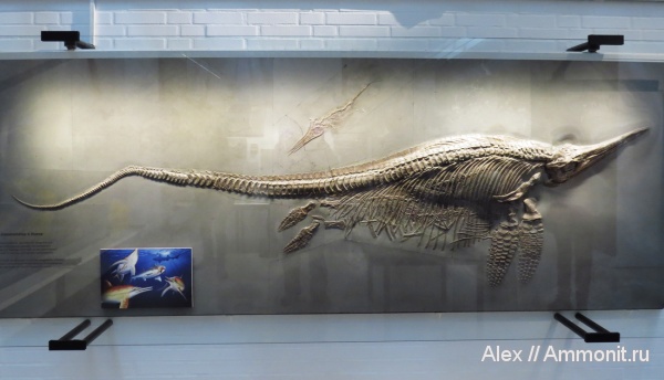 ихтиозавры, музеи, Urwelt Museum Hauff, Stenopterygius crassicostatus, Stenopterygius
