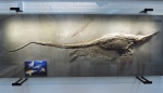 Ихтиозавр Stenopterygius crassicostatus
