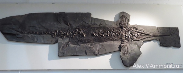 ихтиозавры, музеи, Urwelt Museum Hauff, Stenopterygius, Stenopterygius quadriscissus