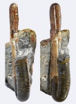 Ptychoceras puzosianum с устьем