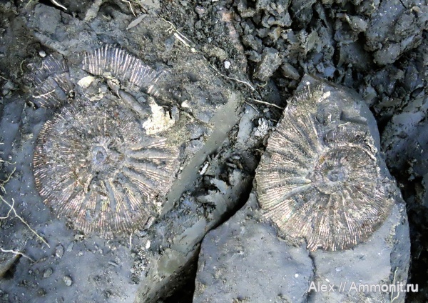 Virgatites, Virgatites gerassimovi, Лойно