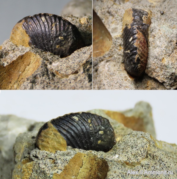 Pseudocadoceras, зона Dorsoplanites panderi, переотложение, Синегорье