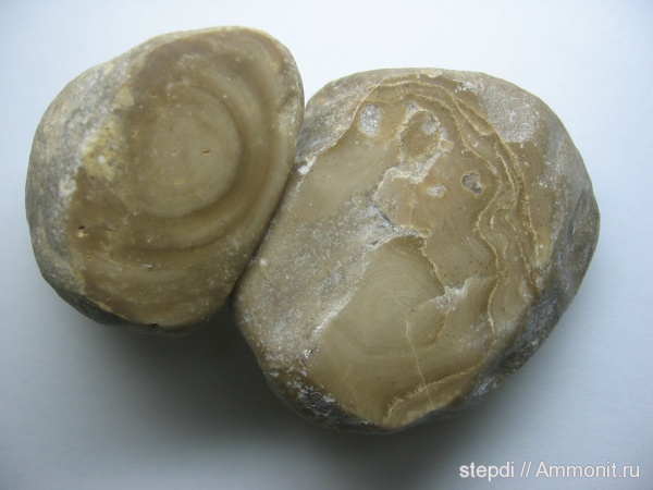 строматопораты, Stromatoporoidea