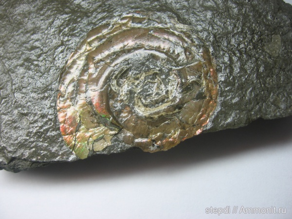 аммониты, юрский период, Ammonites, Psiloceras, геттанг, Psiloceras planorbis, Hettangian, Jurassic