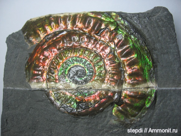 аммониты, юрский период, Ammonites, геттанг, Caloceras, Caloceras johnstoni, Hettangian, Jurassic