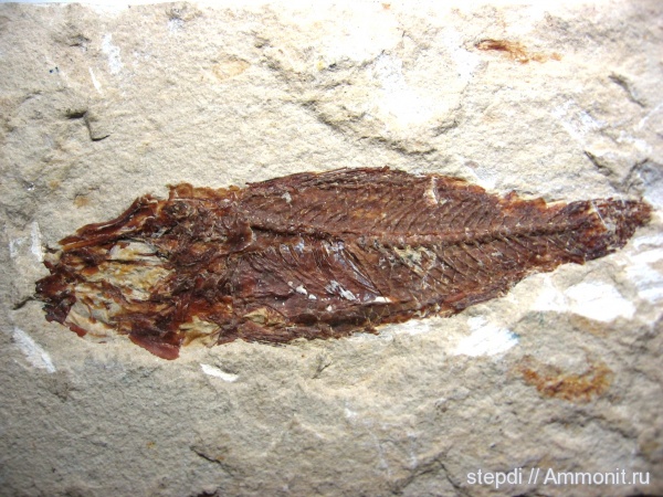 рыбы, меловой период, верхний мел, Cretaceous, Upper Cretaceous, fish