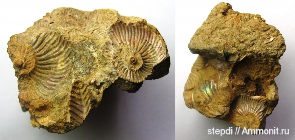 аммониты, Cardioceras, верхняя юра, Cardioceratidae, Ammonites, оксфордский ярус, Upper Jurassic