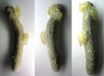 Мшанка (?), инкрустированная кристаллами кальцита и целестина (?)
