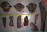 ОБщий снимок фрагментов костей предположительно мамонта