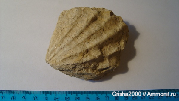 окаменелости, двустворки, Ctenostreon, Fossils, Оренбургская область