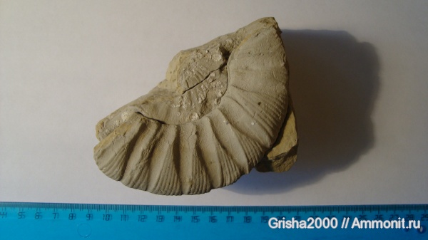 окаменелости, Fossils, Zaraiskites zarajskensis, Оренбургская область