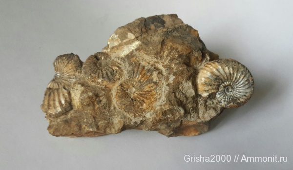 аммониты, юрский период, Amoeboceras, палеоарт, Ammonites, Оренбургская область, Jurassic