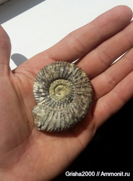 юра, Ammonites, нижневолжский подъярус, Оренбург, Jurassic
