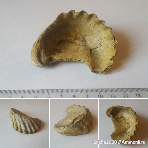 окаменелости, раковины, верхняя юра, Fossils, Оренбургская область, Оренбург, Jurassic
