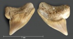 Зуб №2 (Palaeoanacorax cf. obliquus)