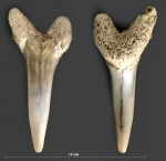 Зуб №4 (Eostriatolamia)