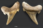 Зуб №5 ("Eostriatolamia")