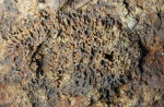 Колониальный коралл Syringopora