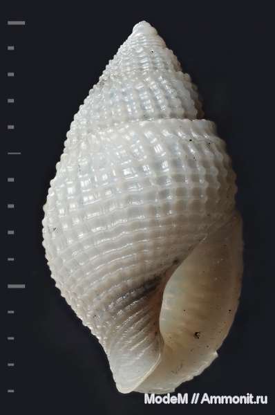 Nassariidae, Nassarius, Nassarius subhoernesi tamanensis, Nassarius subhoernesi