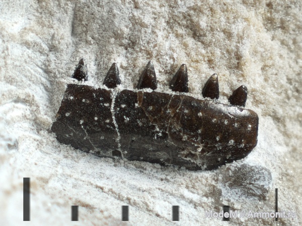зубы, Заборье, megalichthyidae, Osteolepiformes