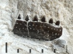 Фрагмент челюсти из Заборья