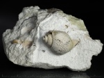 Ядро гастроподы (Soleniscus?) из Пирочей