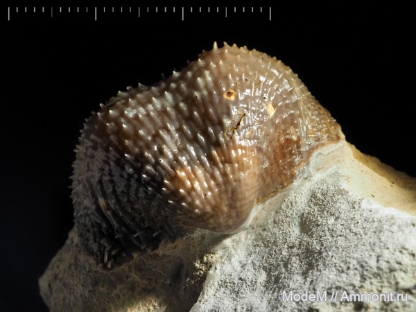 Productida, Buxtonia, Мстихино, Buxtonia scabricula