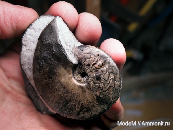 Vercherites, Vercherites subcristatum