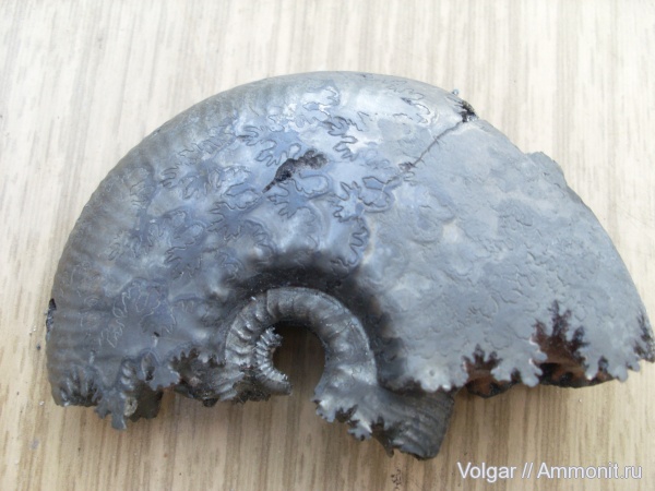 аммониты, моллюски, Kosmoceras, головоногие моллюски, Kosmoceras jason, Ammonites, Ивановская область