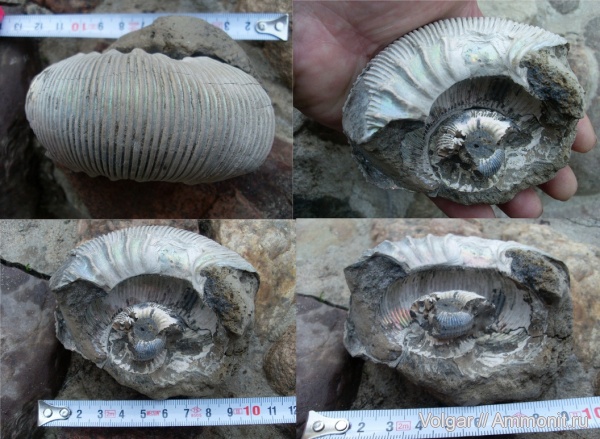 аммониты, келловей, Kepplerites, Ammonites, Ивановская область, Kepplerites curtilobus, Callovian, Middle Jurassic
