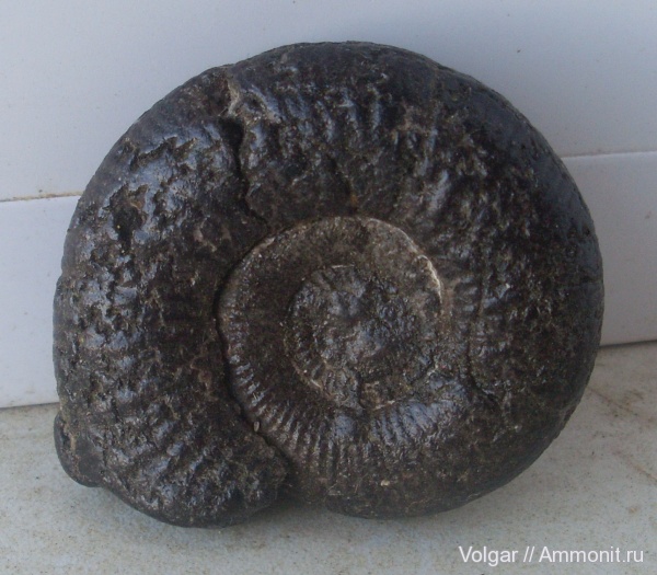 аммониты, Dorsoplanites, верхняя юра, Ammonites, Ивановская область, Upper Jurassic