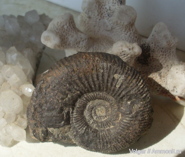 аммониты, юра, волжский ярус, Ammonites, Ивановская область, Epilaugeites, Volgian, Jurassic