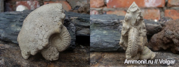 аммониты, мезозой, Amoeboceras, верхняя юра, Ammonites, Ивановская область, оксфордский ярус, Amoeboceras shuravskii, Upper Jurassic