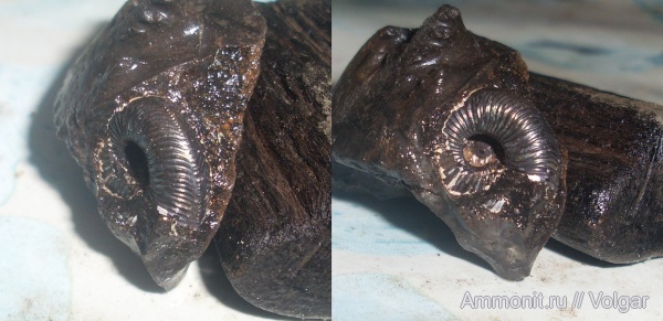 аммониты, юра, Cardioceras, Ammonites, Jurassic