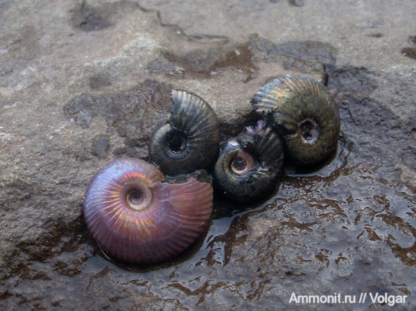 аммониты, моллюски, головоногие моллюски, келловей, Pseudocadoceras, средняя юра, Ammonites, Ивановская область, Callovian, Middle Jurassic