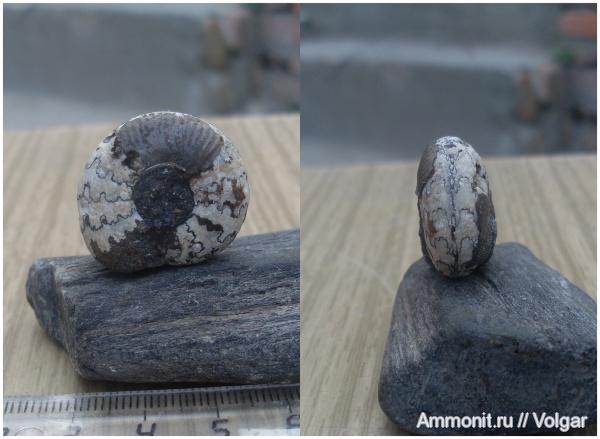 аммониты, юра, мезозой, Craspedites, Ammonites, Craspedites nodiger, Ивановская область, Jurassic