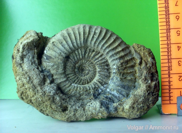 аммониты, юра, мезозой, Perisphinctes, Perisphinctidae, Ammonites, Ивановская область, Jurassic