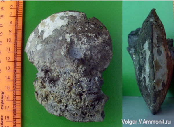 аммониты, мезозой, верхняя юра, Cardioceras excavatum, Ammonites, Ивановская область, оксфордский ярус, Upper Jurassic