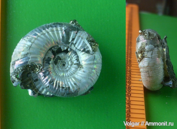 аммониты, юра, мезозой, Choffatia, Perisphinctidae, Ammonites, Ивановская область, Jurassic