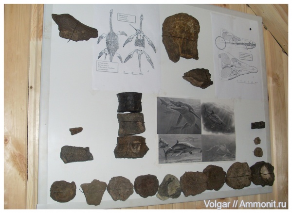 водные рептилии, ихтиозавры, плезиозавры, позвонки, Ивановская область, кости рептилий