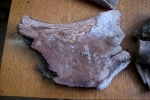 Фрагмент подвздошной кости шерстистого носорога (?)