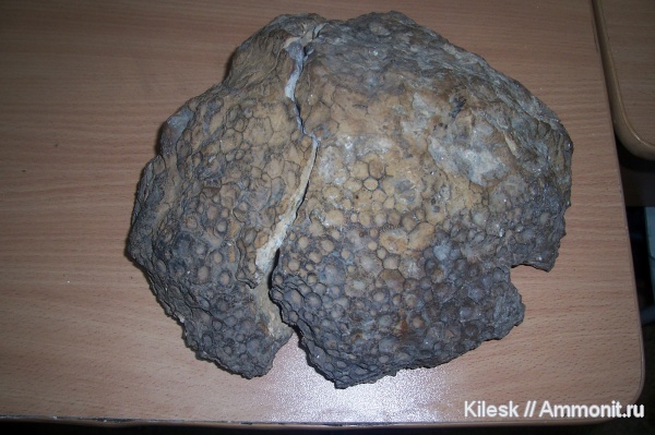 кораллы, кишечнополостные, Hexagonaria, Алтайский край