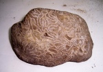 Цепочечный коралл (Halysitida ?)