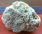 фрагмент колонии коралла