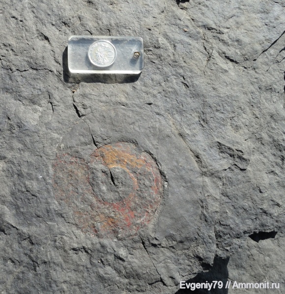 аммониты, триас, Ammonites, остров Русский, Triassic