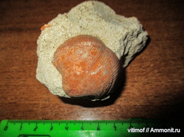 брахиоподы, Choristites, беспозвоночные, Choristites mosquensis